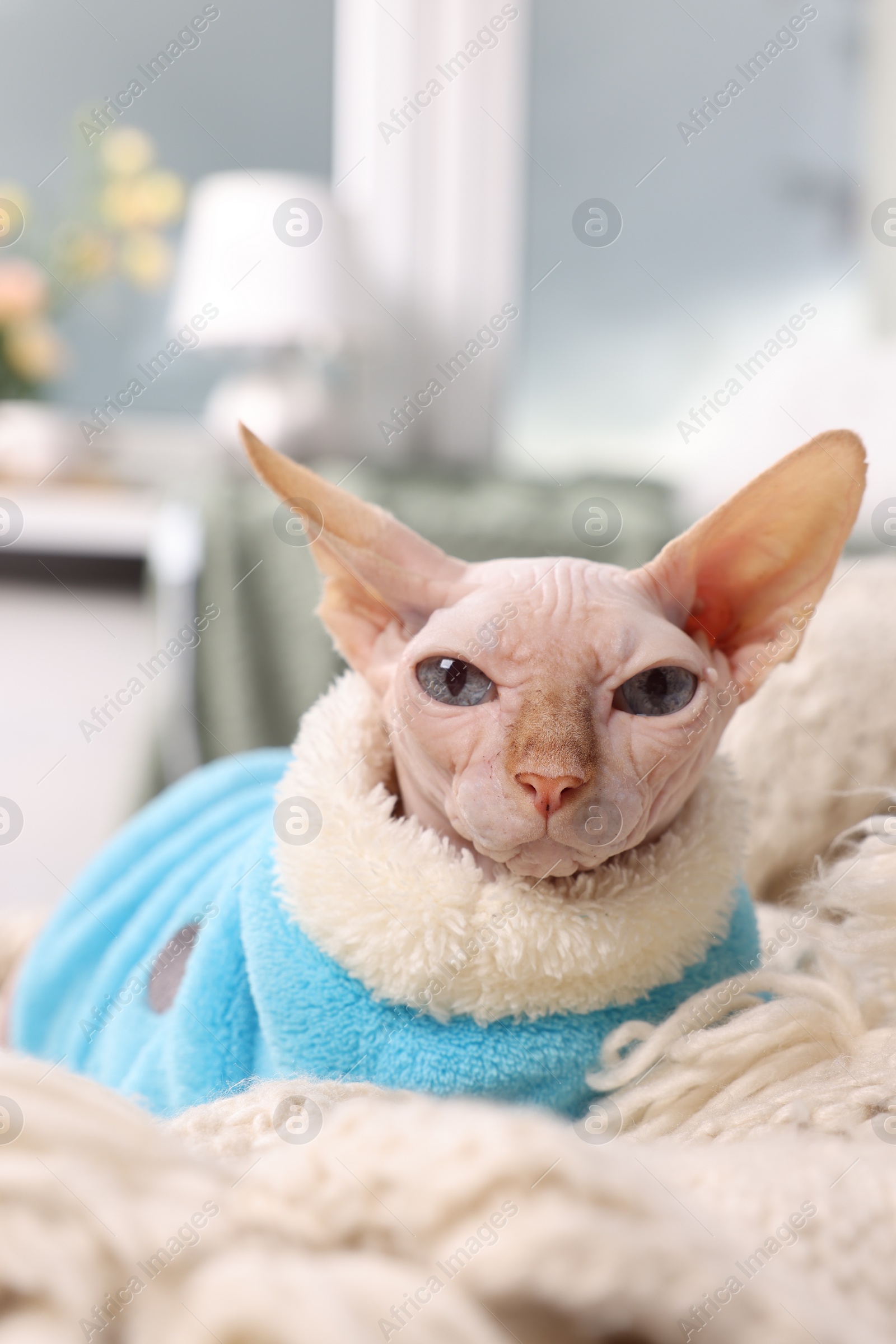 Photo of Cute Sphynx cat in warm sweater at home. Lovely pet