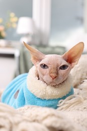 Cute Sphynx cat in warm sweater at home. Lovely pet