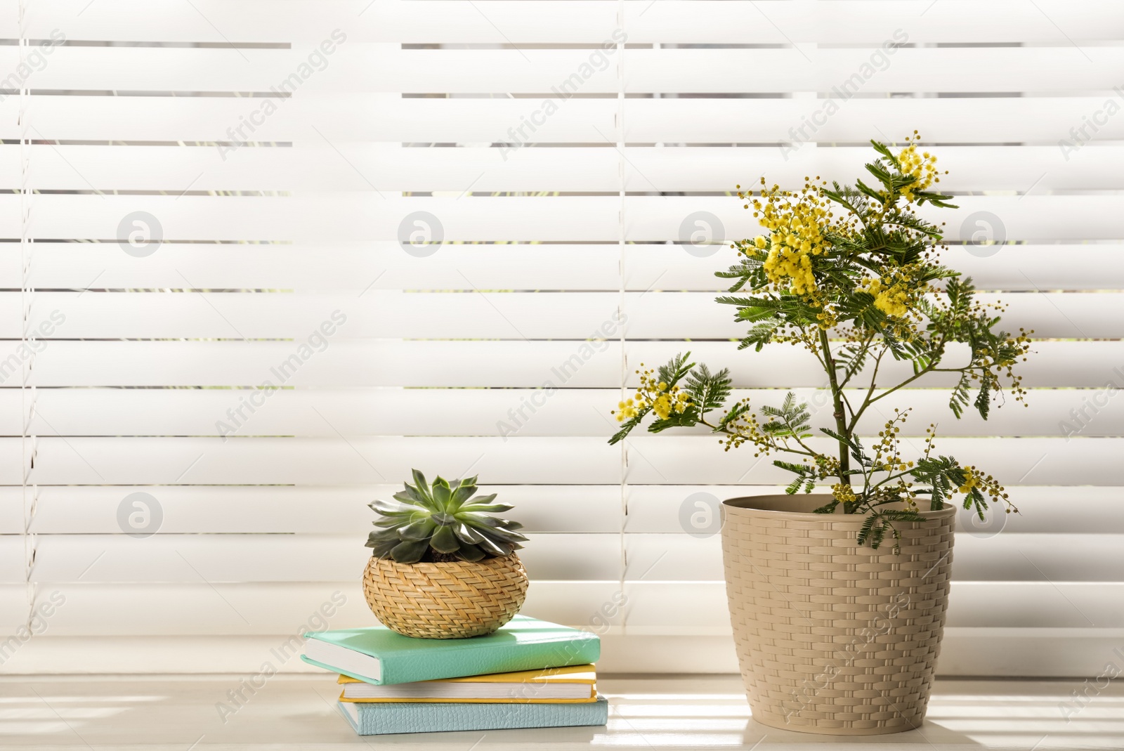 Photo of Beautiful mimosa plant, succulent and notebooks on window sill