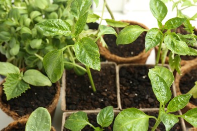 Photo of Many wet seedlings growing in pots on white background, closeup