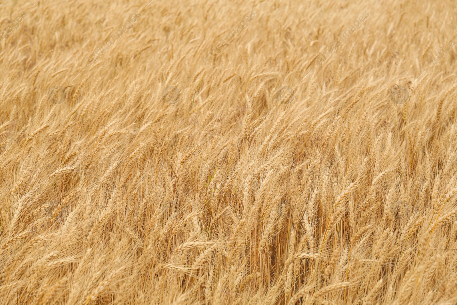 Photo of Beautiful agricultural field with ripe wheat crop