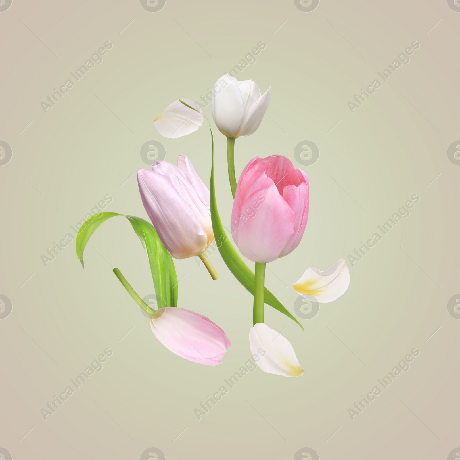 Image of Beautiful spring tulips flying on light background