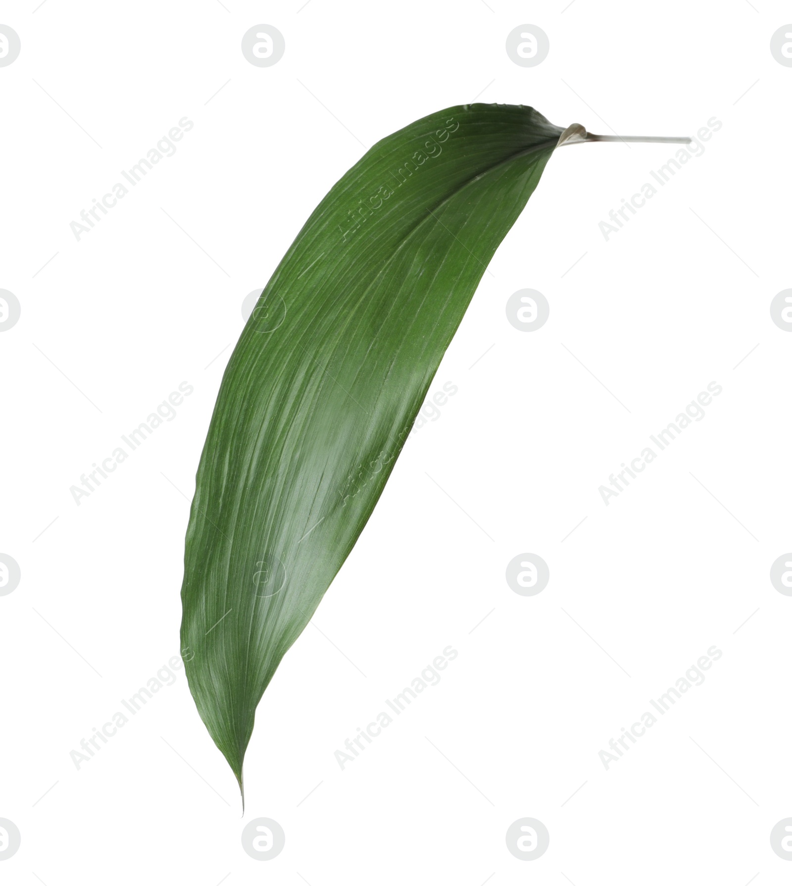 Photo of Leaf of tropical aspidistra plant isolated on white