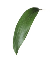 Leaf of tropical aspidistra plant isolated on white