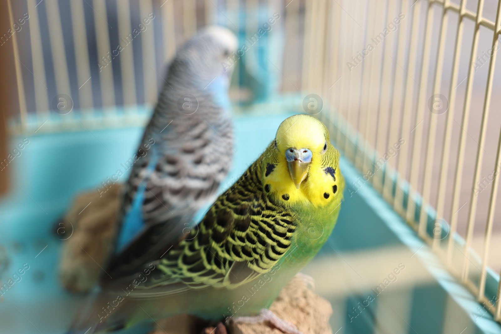 Photo of Beautiful bright parrots in cage indoors. Exotic pets