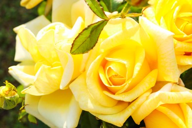 Closeup view of beautiful yellow roses outdoors