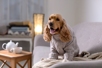 Photo of Cute Cocker Spaniel dog in knitted sweater on sofa at home. Warm and cozy winter