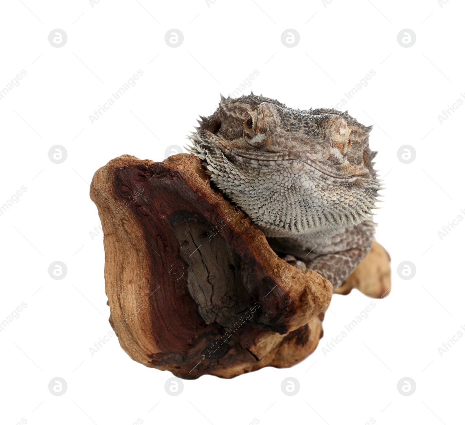 Photo of Bearded lizard (Pogona barbata) and tree branch isolated on white. Exotic pet