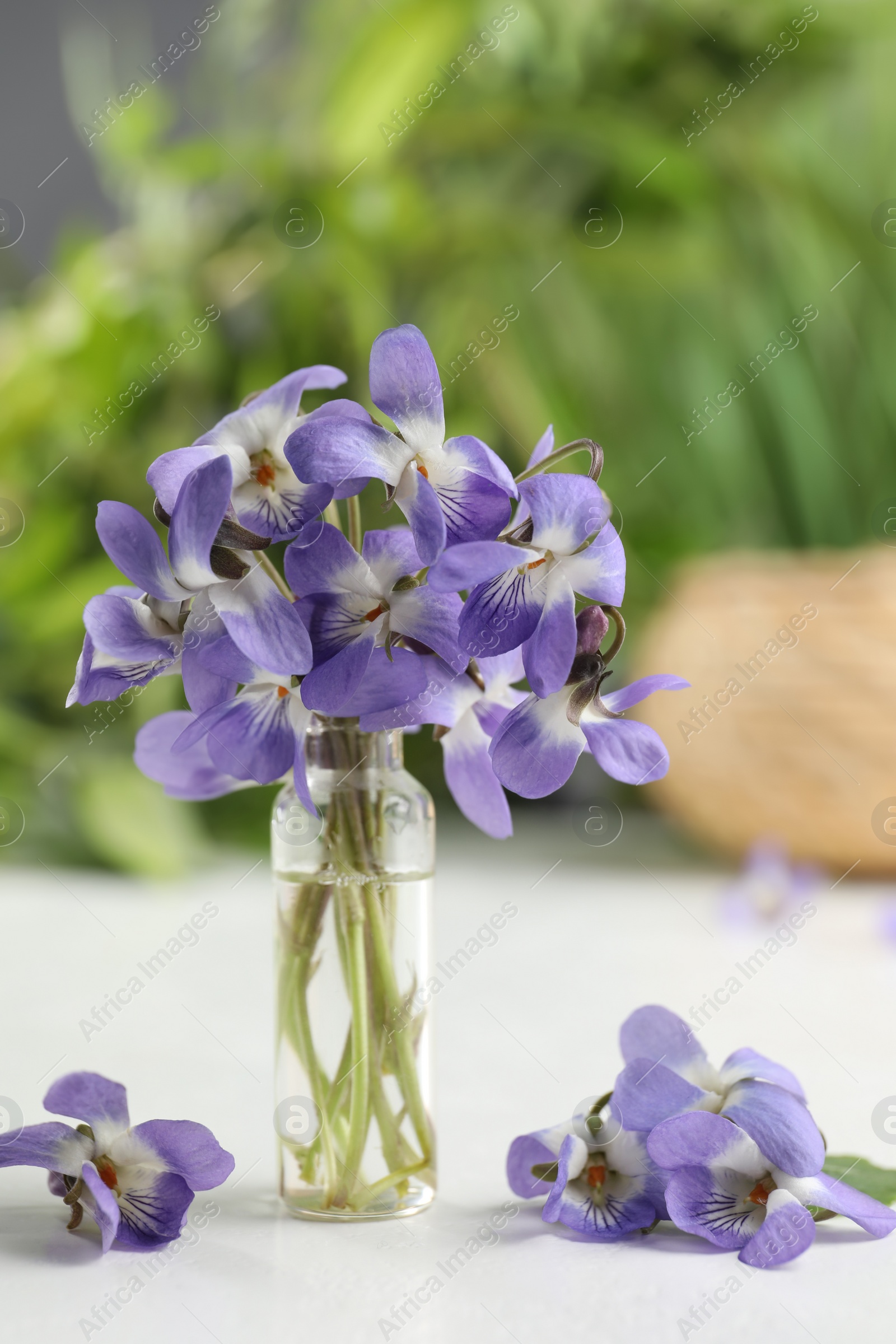 Photo of Beautiful wood violets on white table. Spring flowers