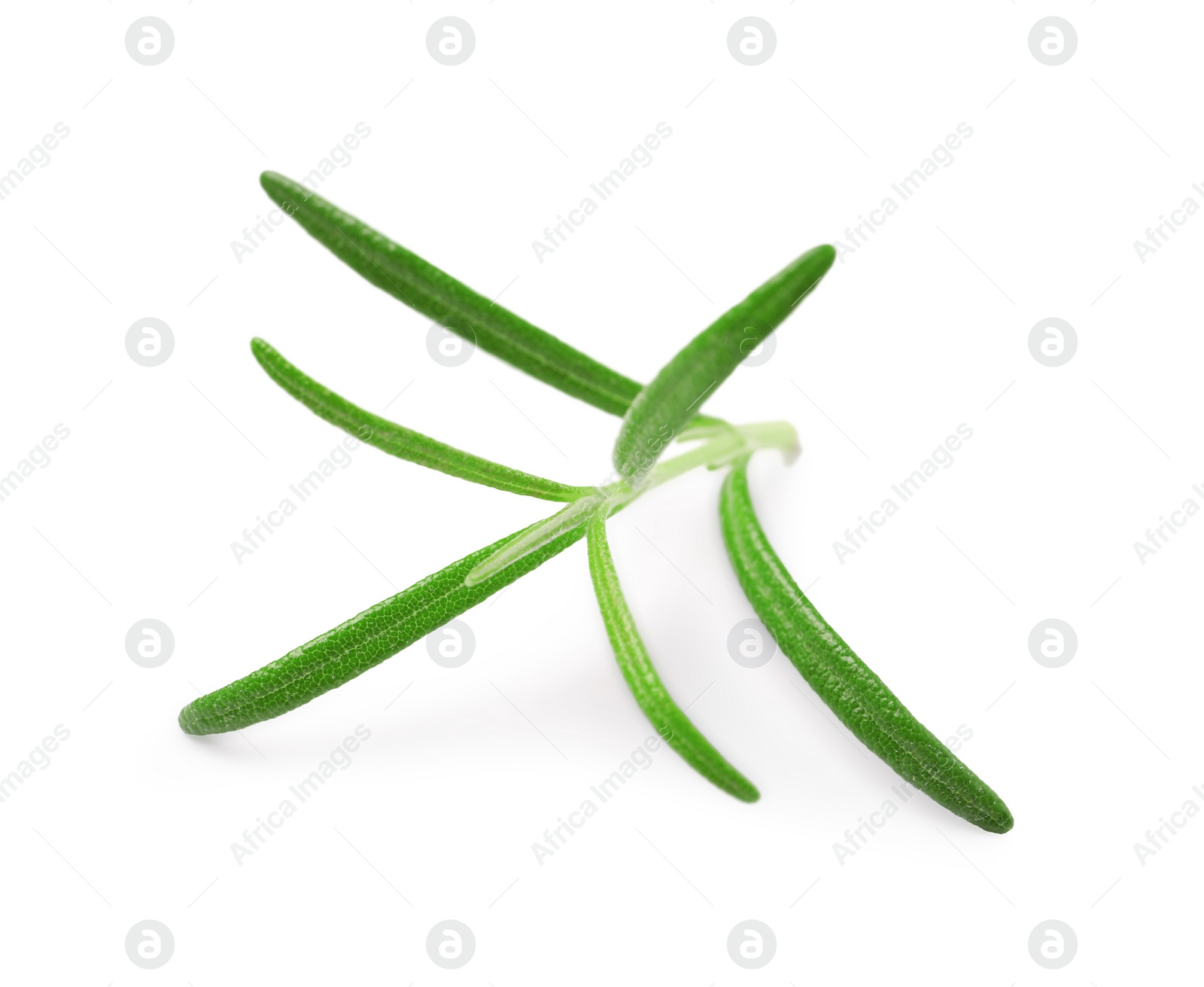 Photo of Sprig of fresh rosemary isolated on white