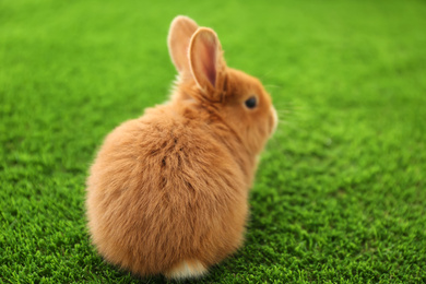 Photo of Adorable fluffy bunny on green grass, closeup. Easter symbol