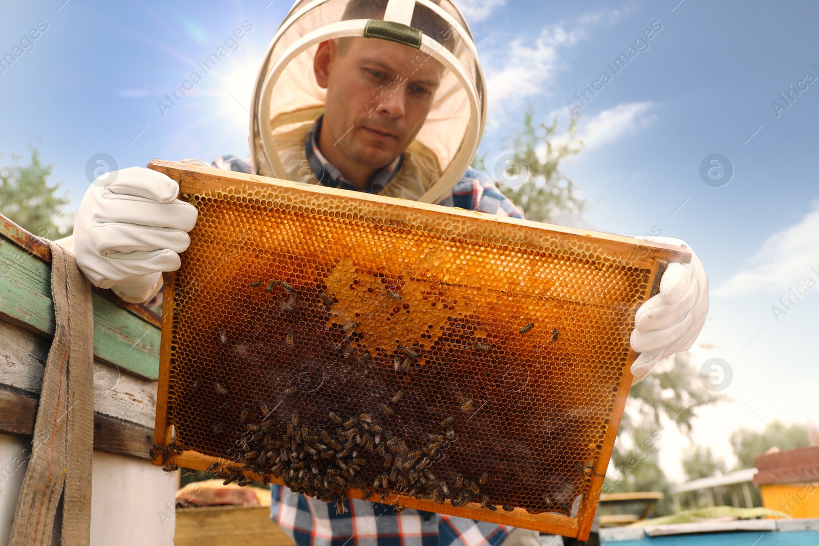 Photo of Beekeeper with hive frame at apiary. Harvesting honey