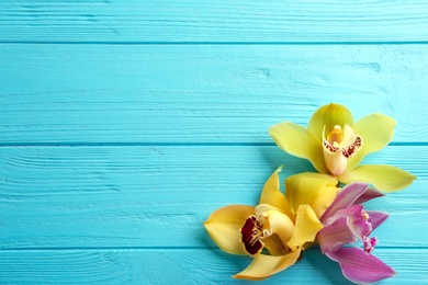 Photo of Beautiful tropical orchid flowers on blue wooden background, flat lay. Space for text