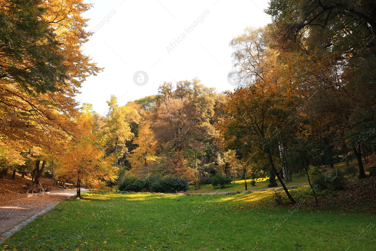 Photo of Pathway, fallen leaves, green grass and trees in beautiful park on autumn day