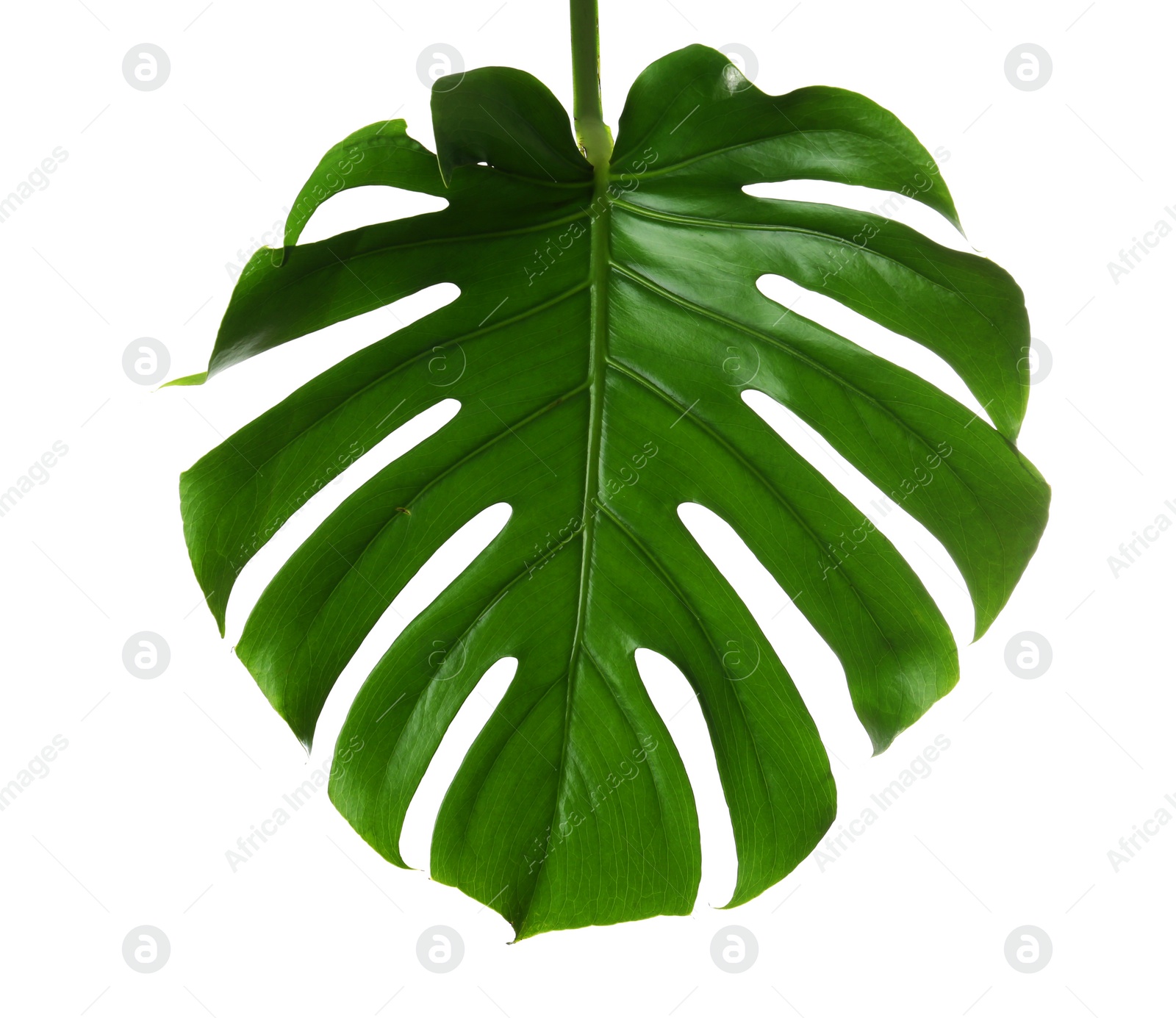 Photo of Fresh tropical monstera leaf on white background