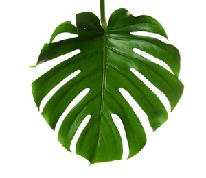 Photo of Fresh tropical monstera leaf on white background