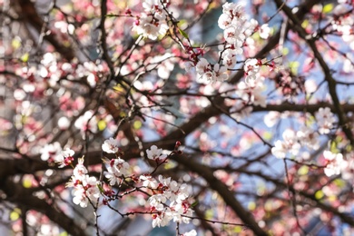 Photo of Spring tree branches with many beautiful flowers outdoors