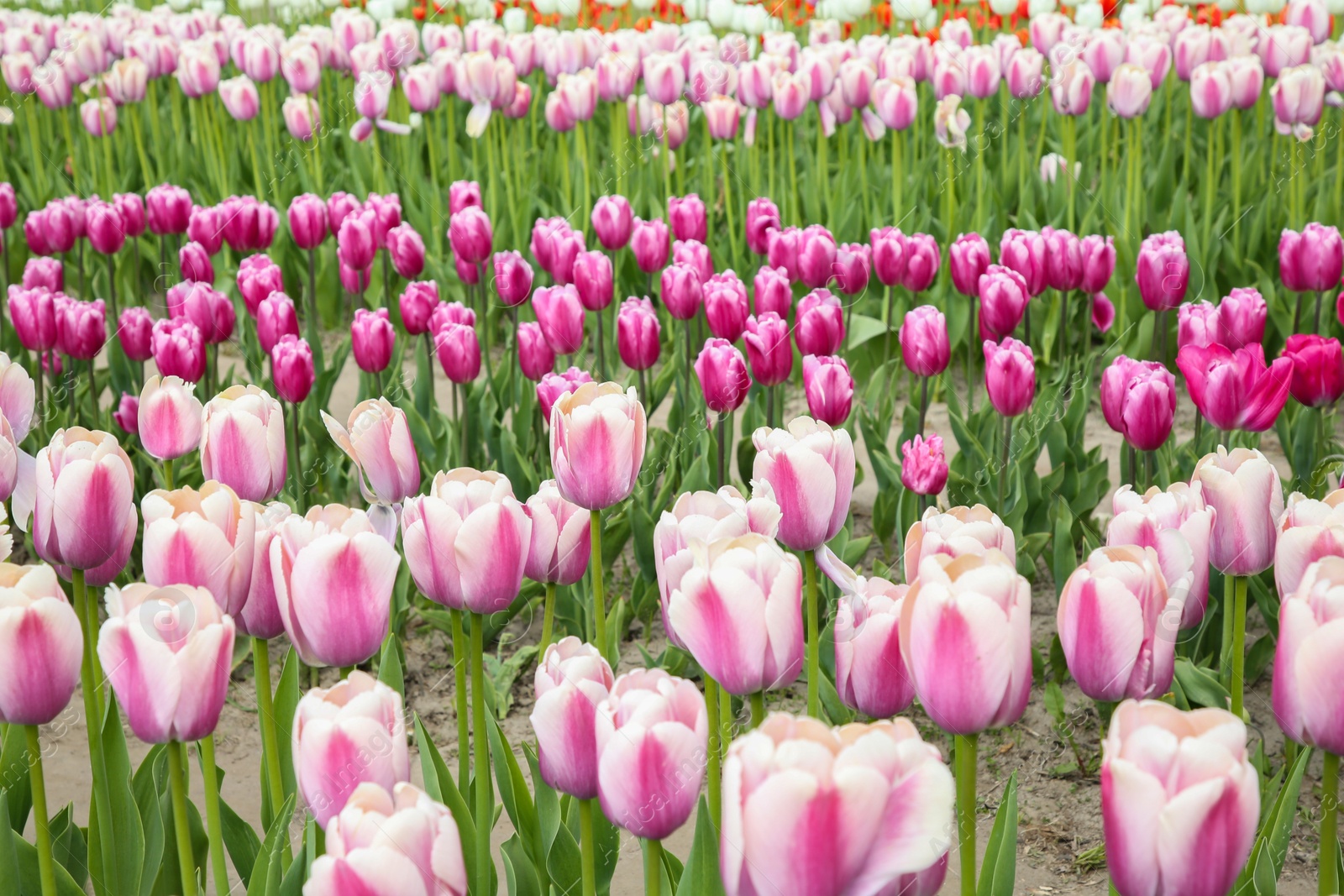 Photo of Beautiful colorful tulip flowers growing in field