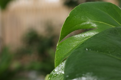 Photo of Beautiful monstera leaves with water drops on blurred background, closeup. Space for text