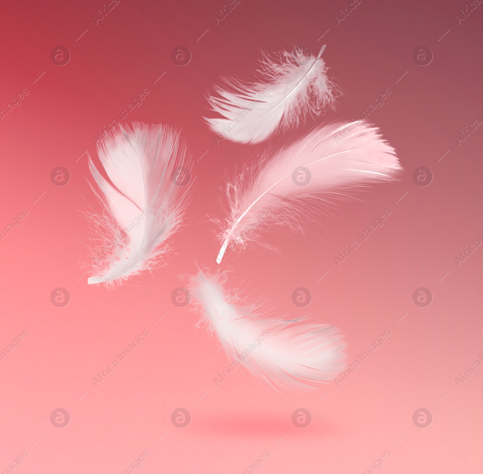 Image of Fluffy bird feathers falling on pink background