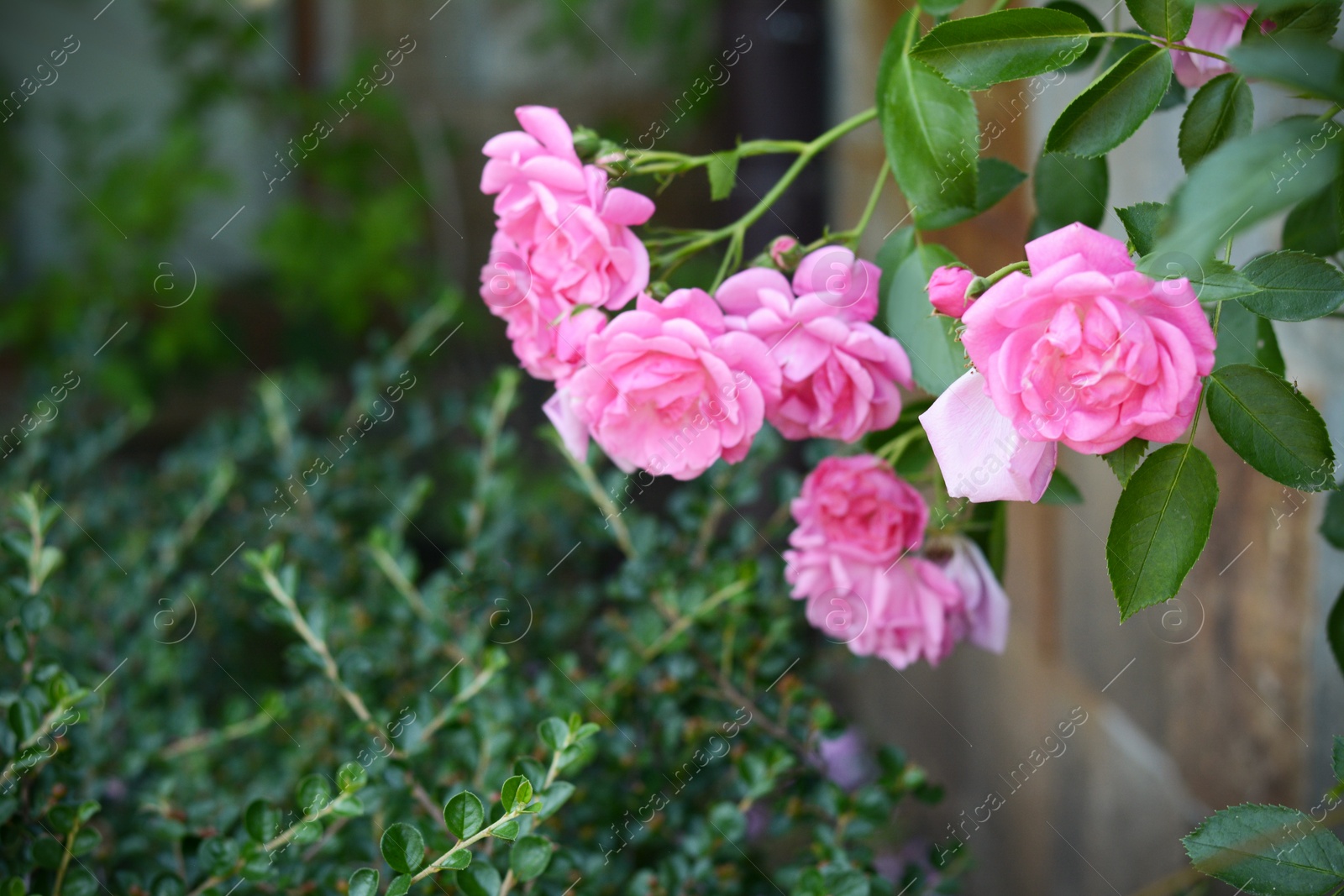 Photo of Beautiful blooming rose bush outdoors. Space for text