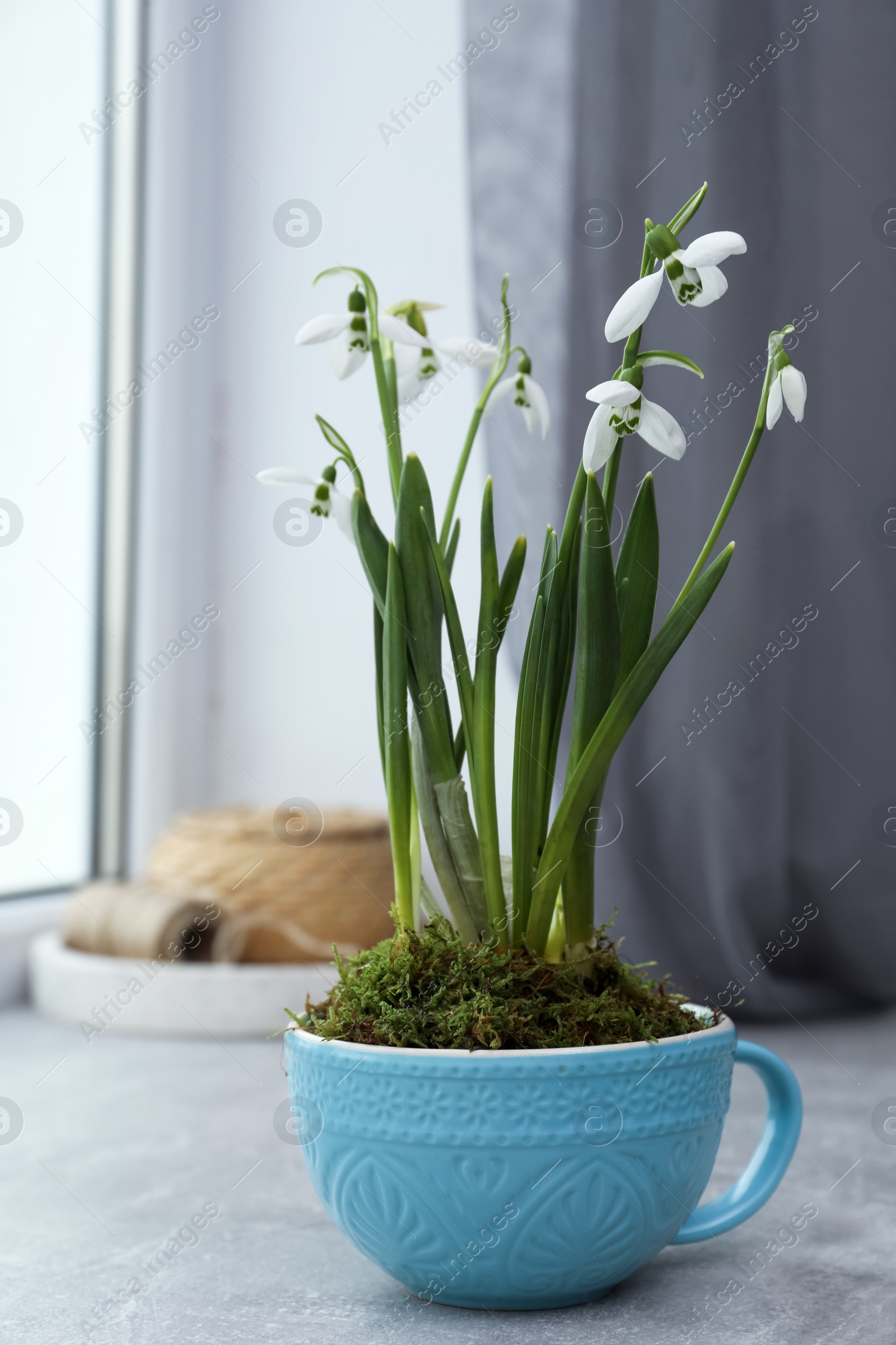 Photo of Beautiful potted snowdrops on light grey window sill