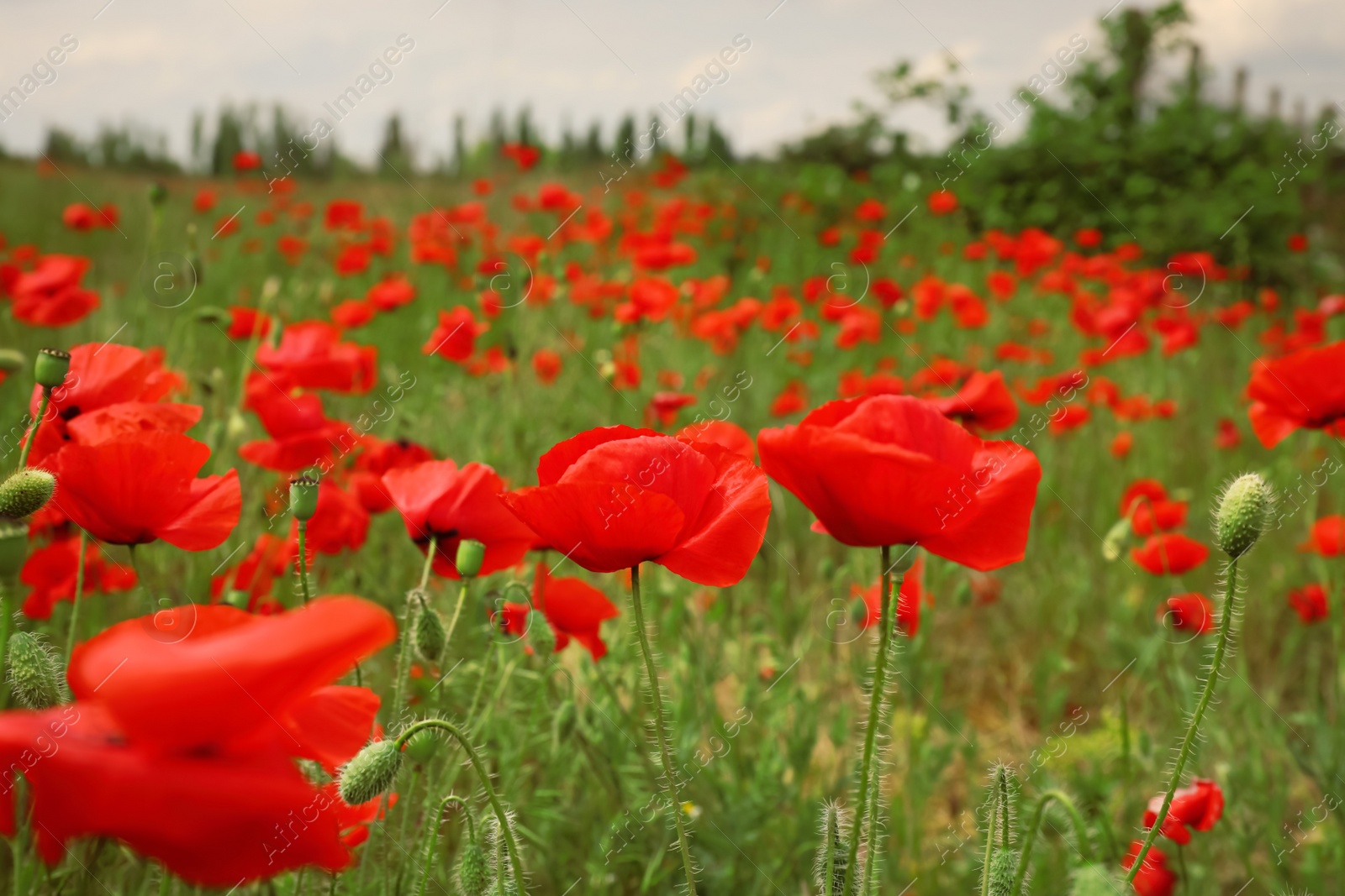 Photo of Beautiful red poppy flowers growing in field