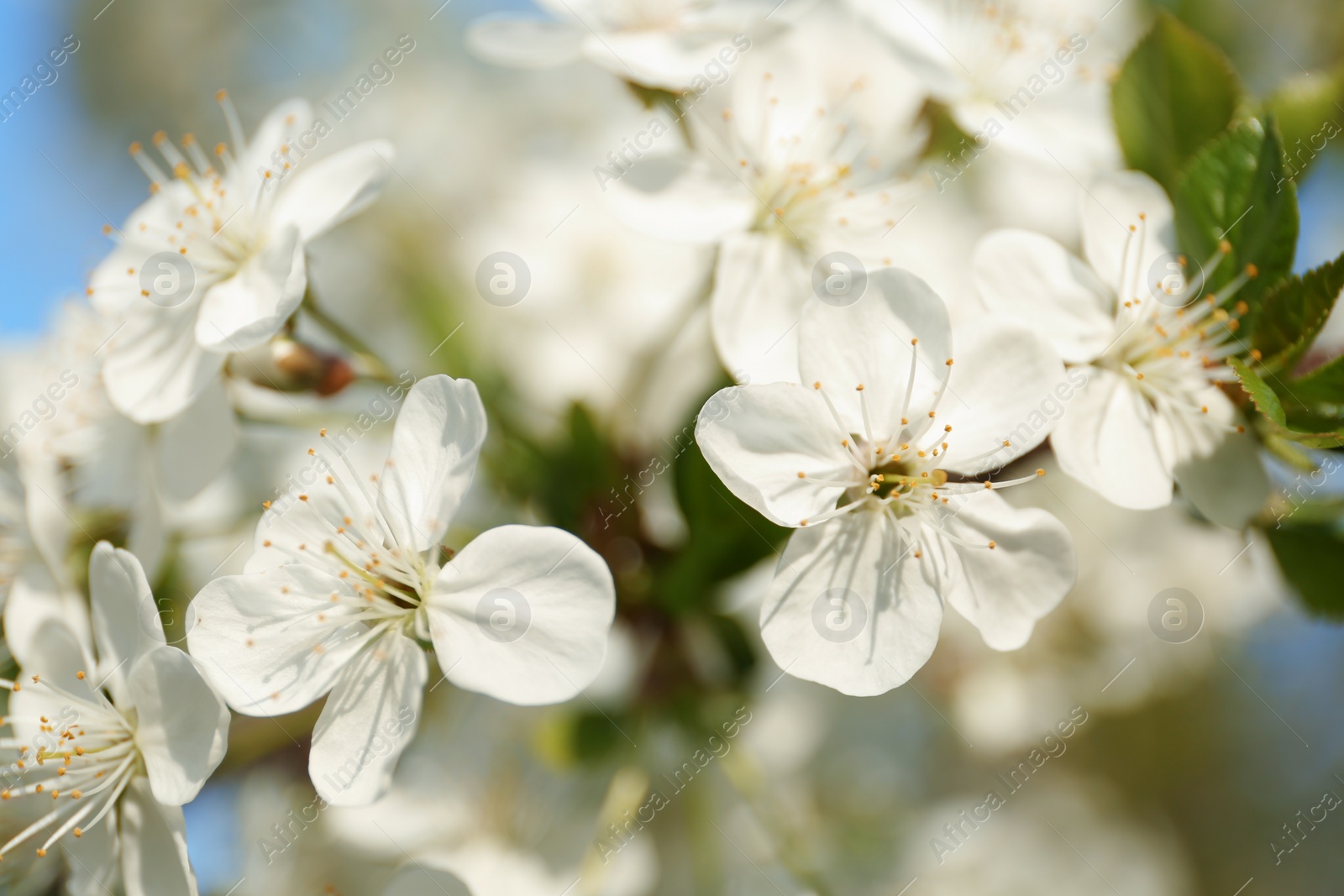 Photo of Blossoming cherry tree, closeup