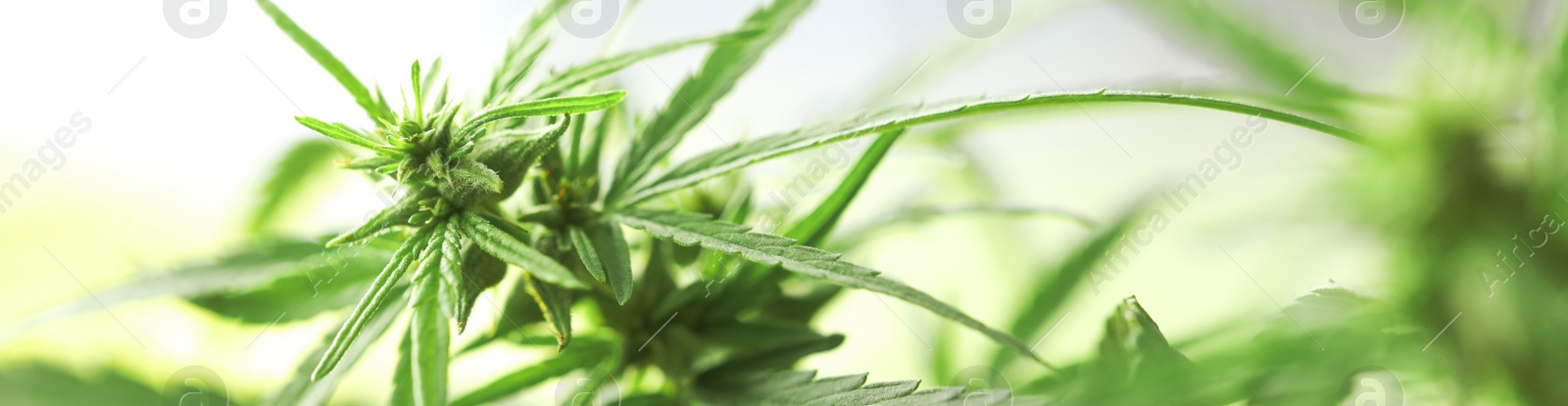 Image of Green hemp on blurred background, closeup. Banner design