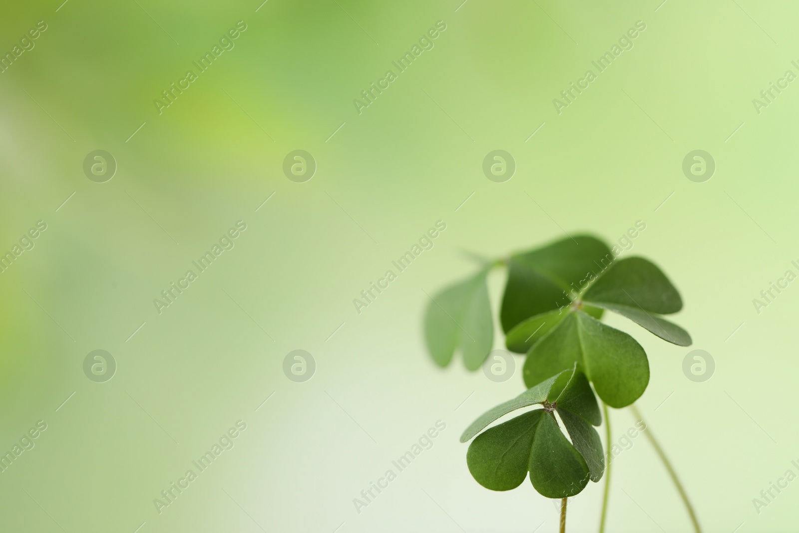 Photo of Clover leaves on blurred background, space for text. St. Patrick's Day symbol