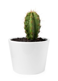 Photo of Beautiful green cactus in pot isolated on white