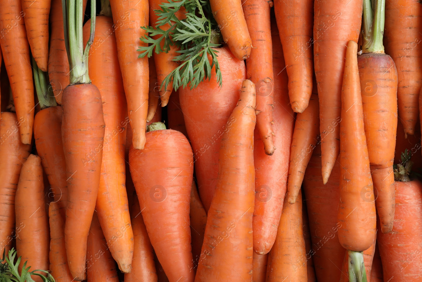 Photo of Tasty raw carrots as background, top view