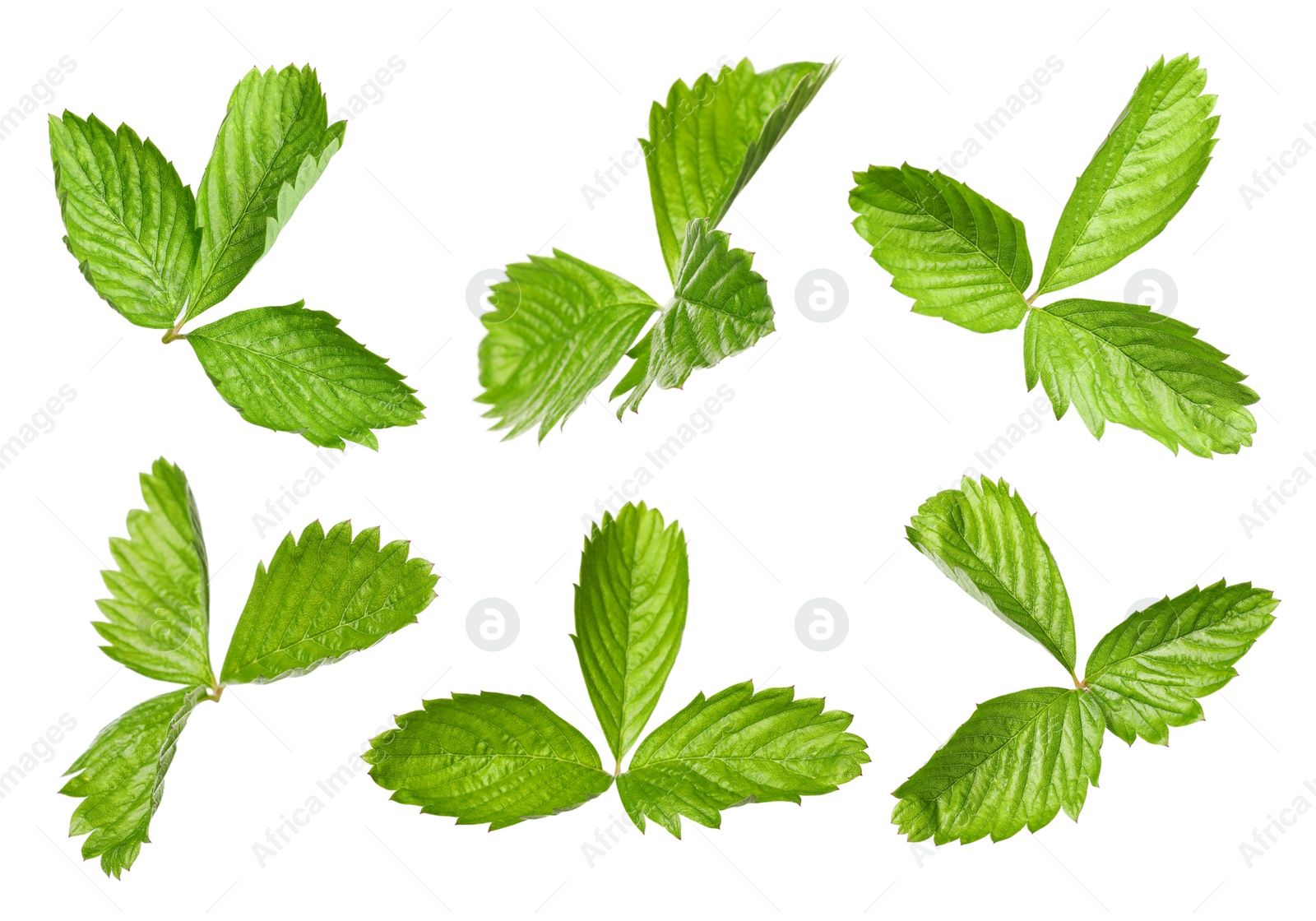 Image of Set with bright green wild strawberry leaves isolated on white