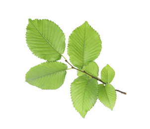 Branch of linden tree with young fresh green leaves isolated on white. Spring season