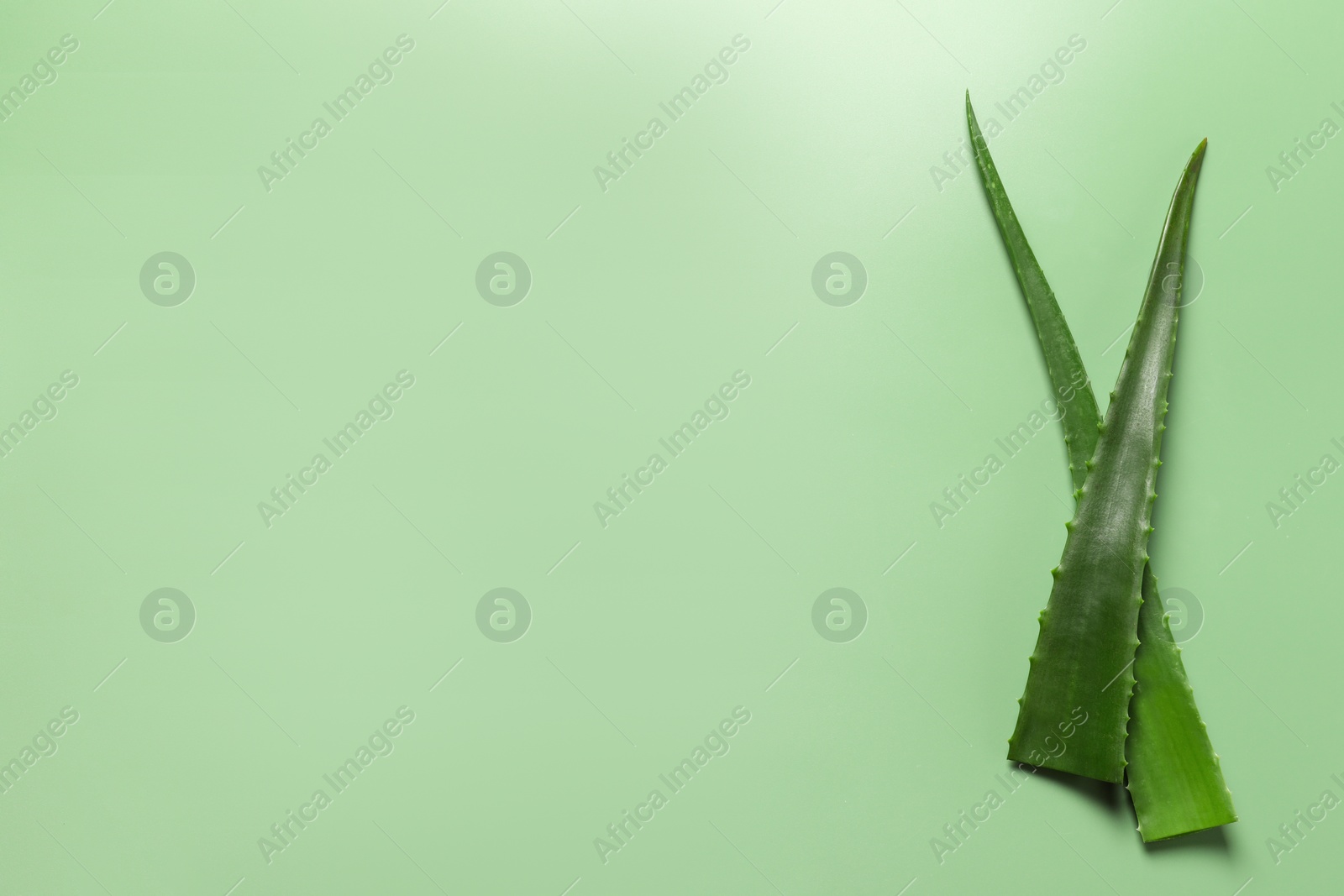 Photo of Fresh aloe vera leaves on light green background, flat lay. Space for text