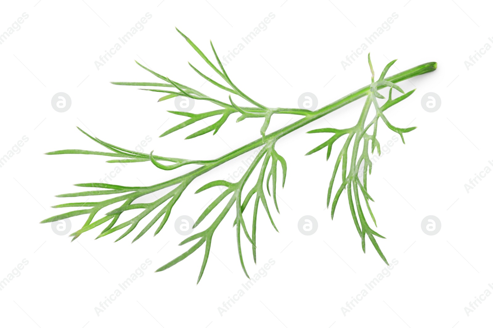 Photo of Sprig of fresh dill isolated on white