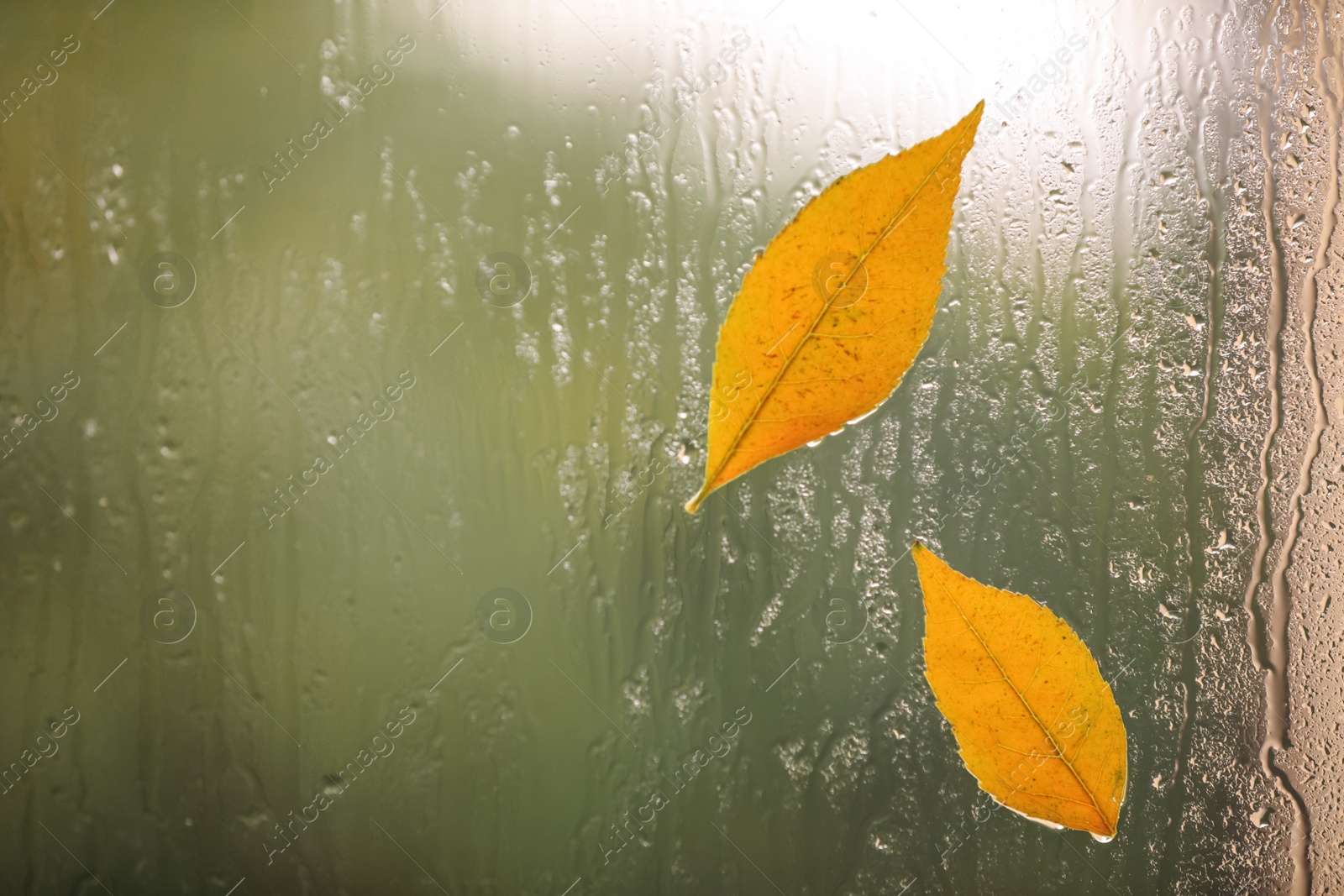 Photo of Autumn leaves on glass, space for text. Rainy weather