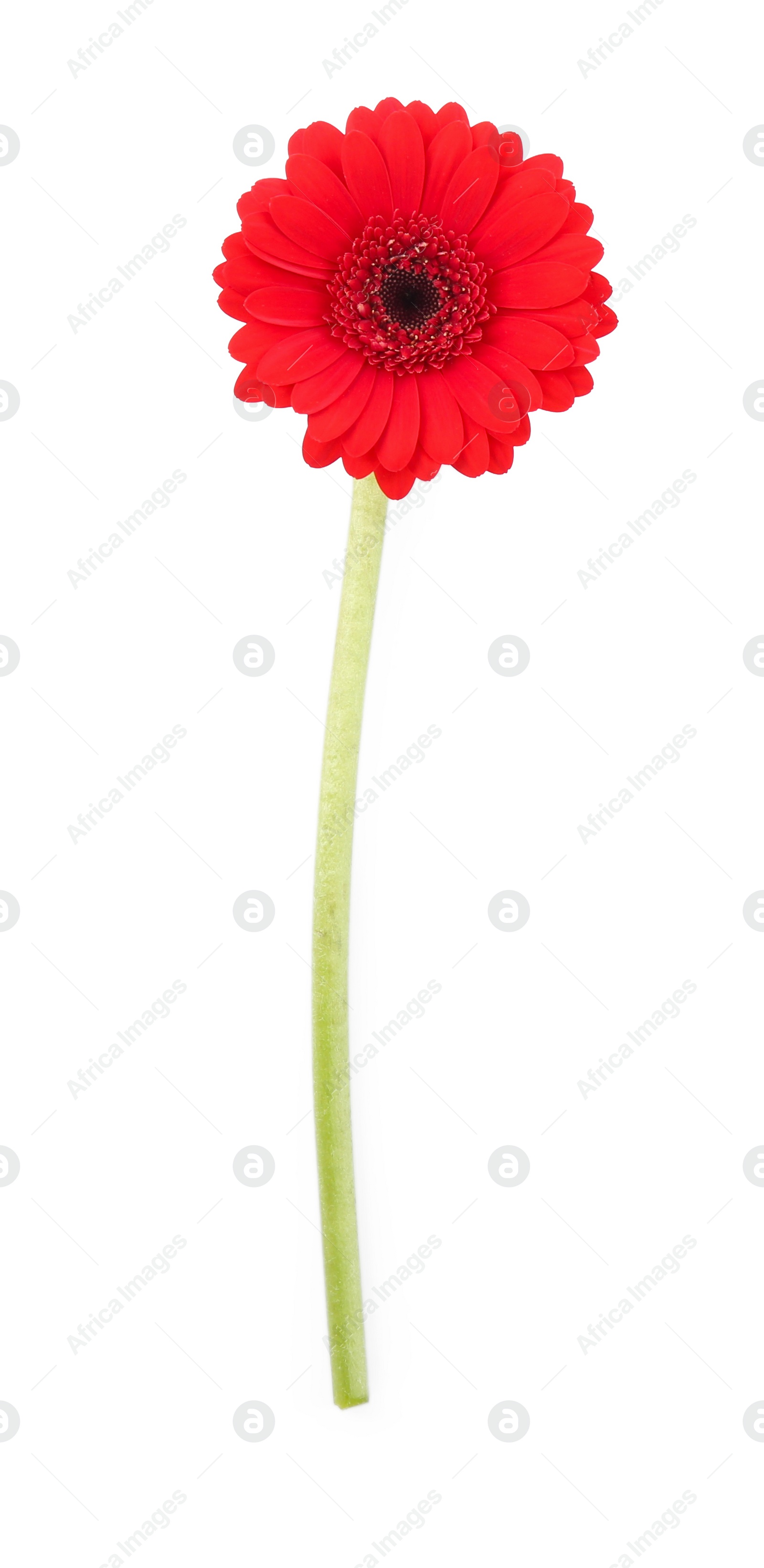 Photo of Beautiful red gerbera flower isolated on white, top view