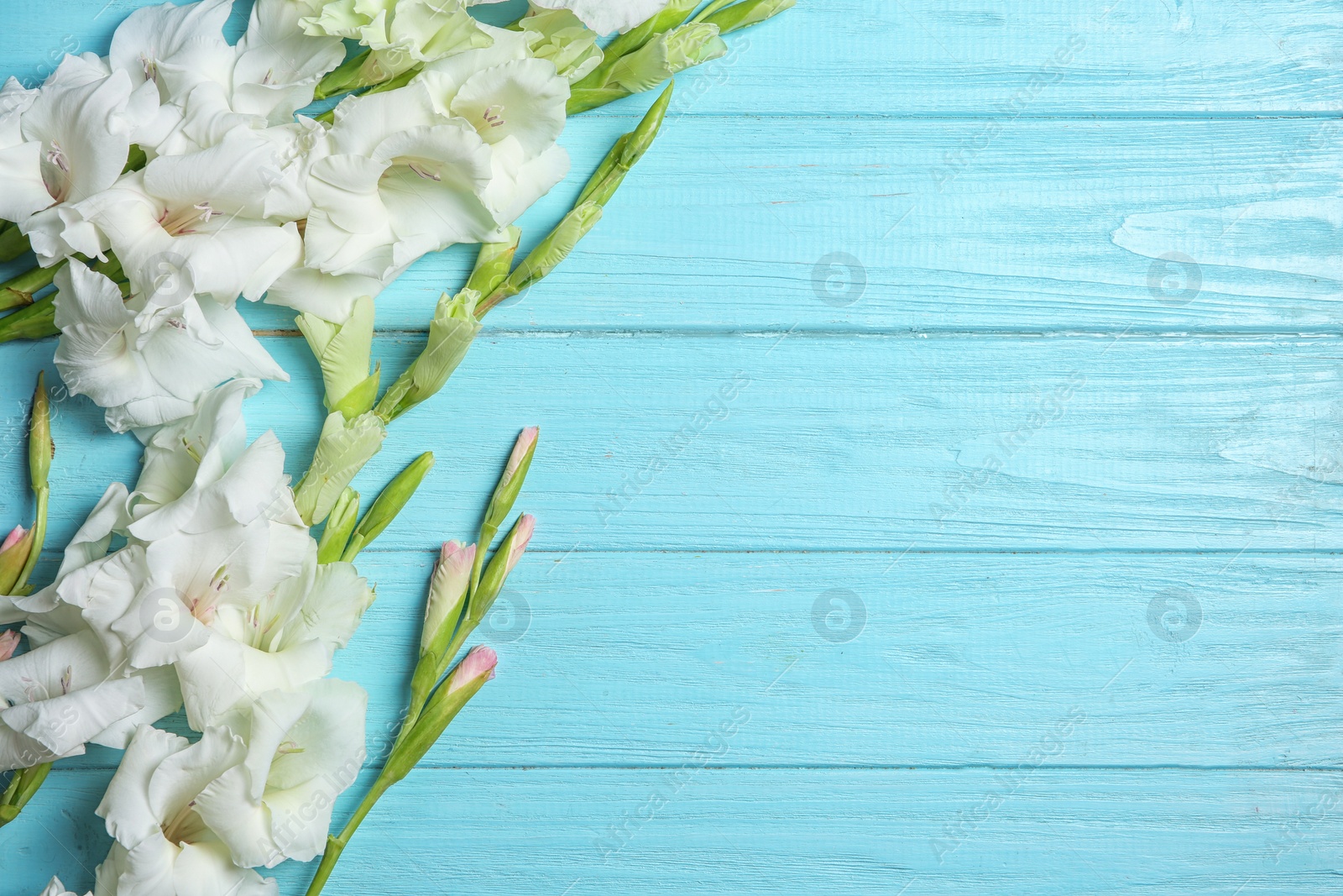 Photo of Flat lay composition with beautiful gladiolus flowers on wooden background