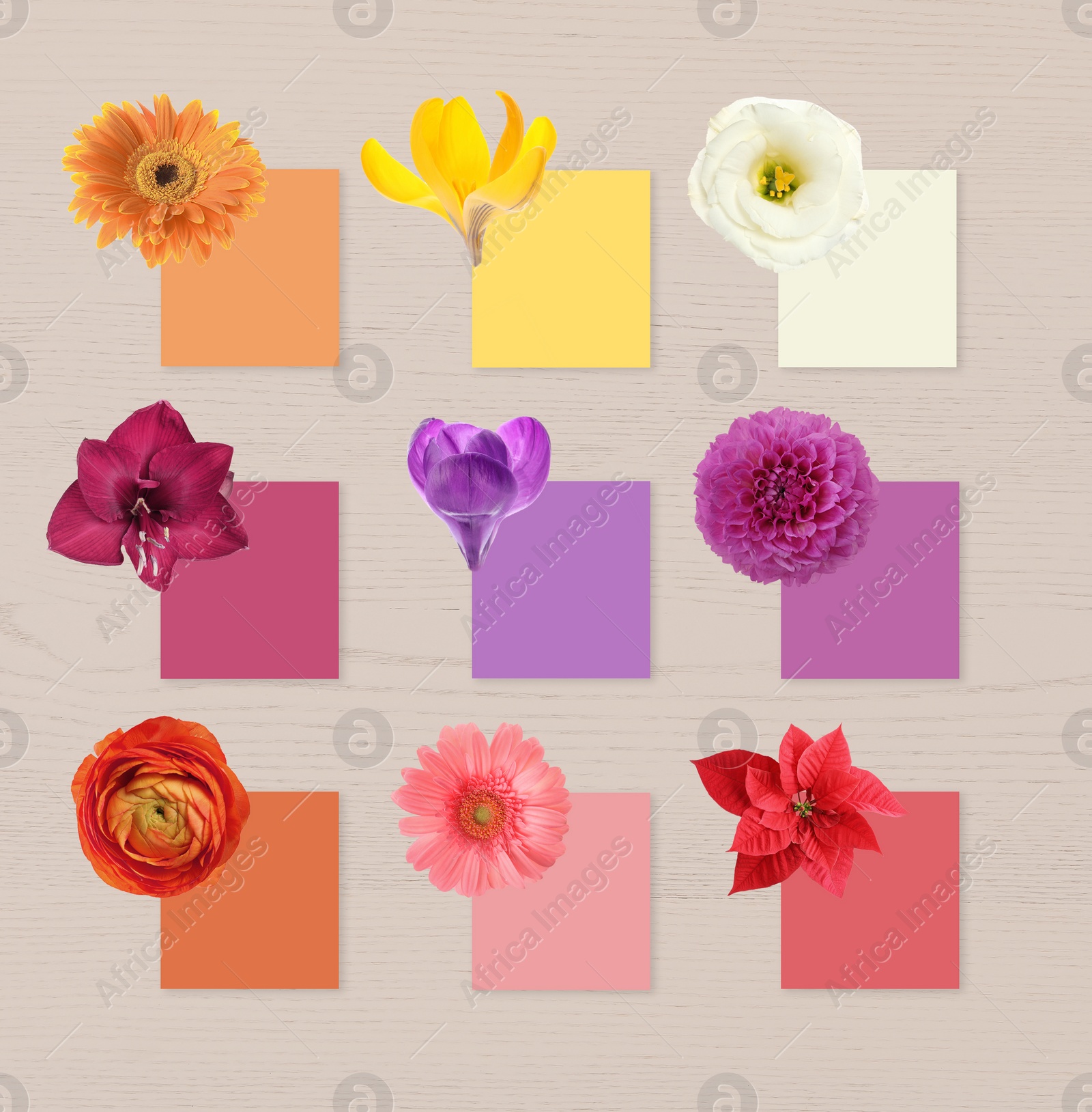 Image of Multicolor flowers and cards of similar shades on white wooden background, collage. Montessori method