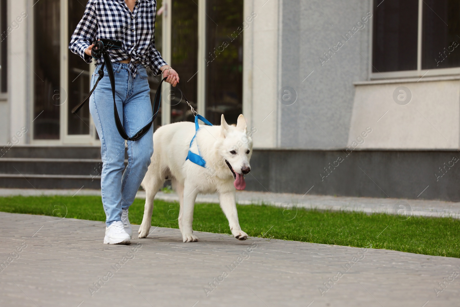 Photo of Young woman with her white Swiss Shepherd dog walking on city street, closeup