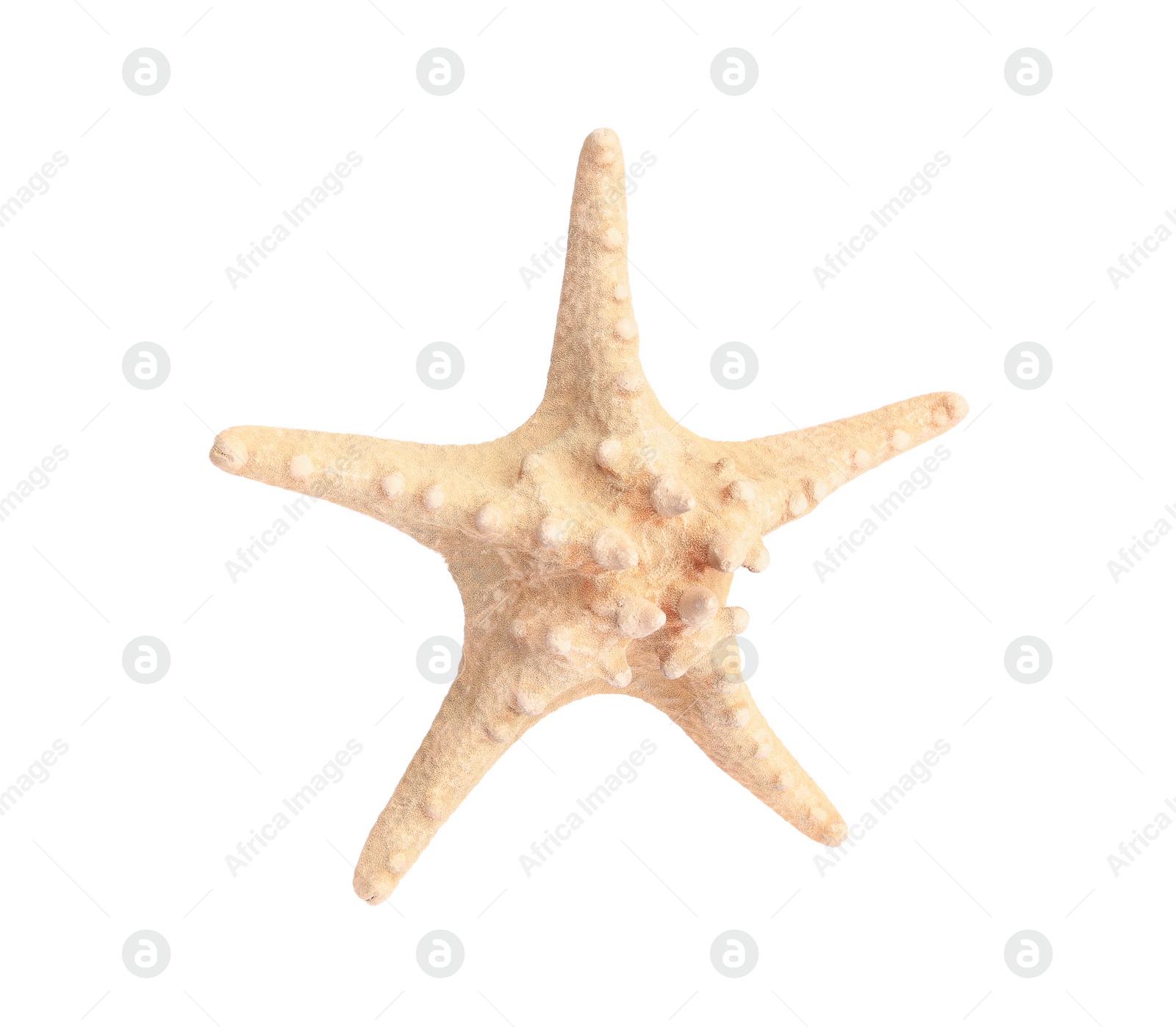 Photo of Beautiful sea star (starfish) isolated on white