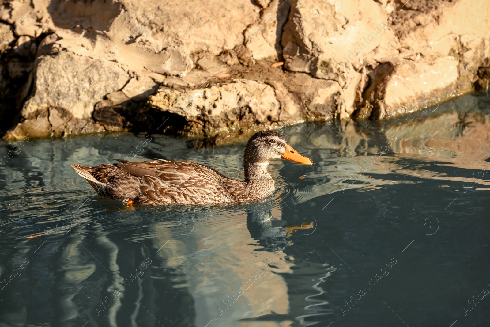 Photo of One cute duck swimming in pond on sunny day. Nature reserve