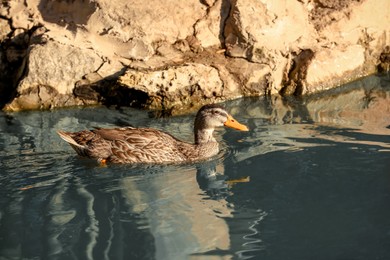 One cute duck swimming in pond on sunny day. Nature reserve