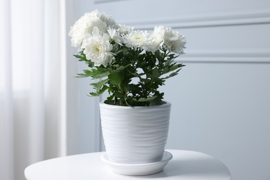 Photo of Beautiful chrysanthemum flowers in pot on white table indoors