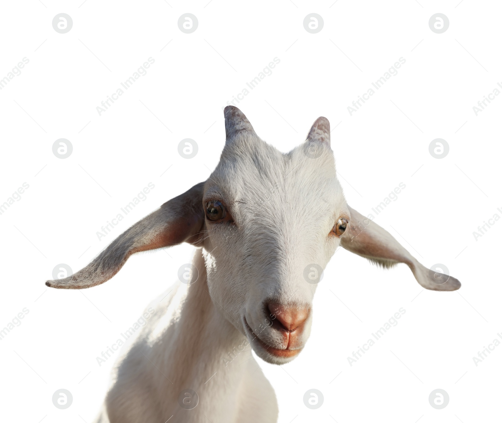 Image of Cute goat isolated on white. Farm animal