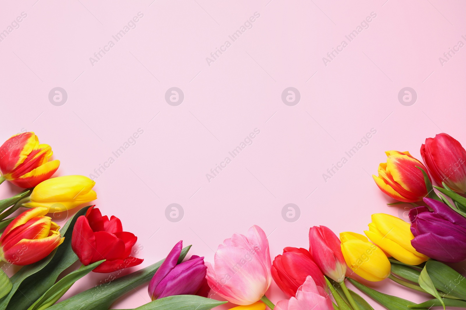 Photo of Beautiful spring tulips on pink background, flat lay. Space for text