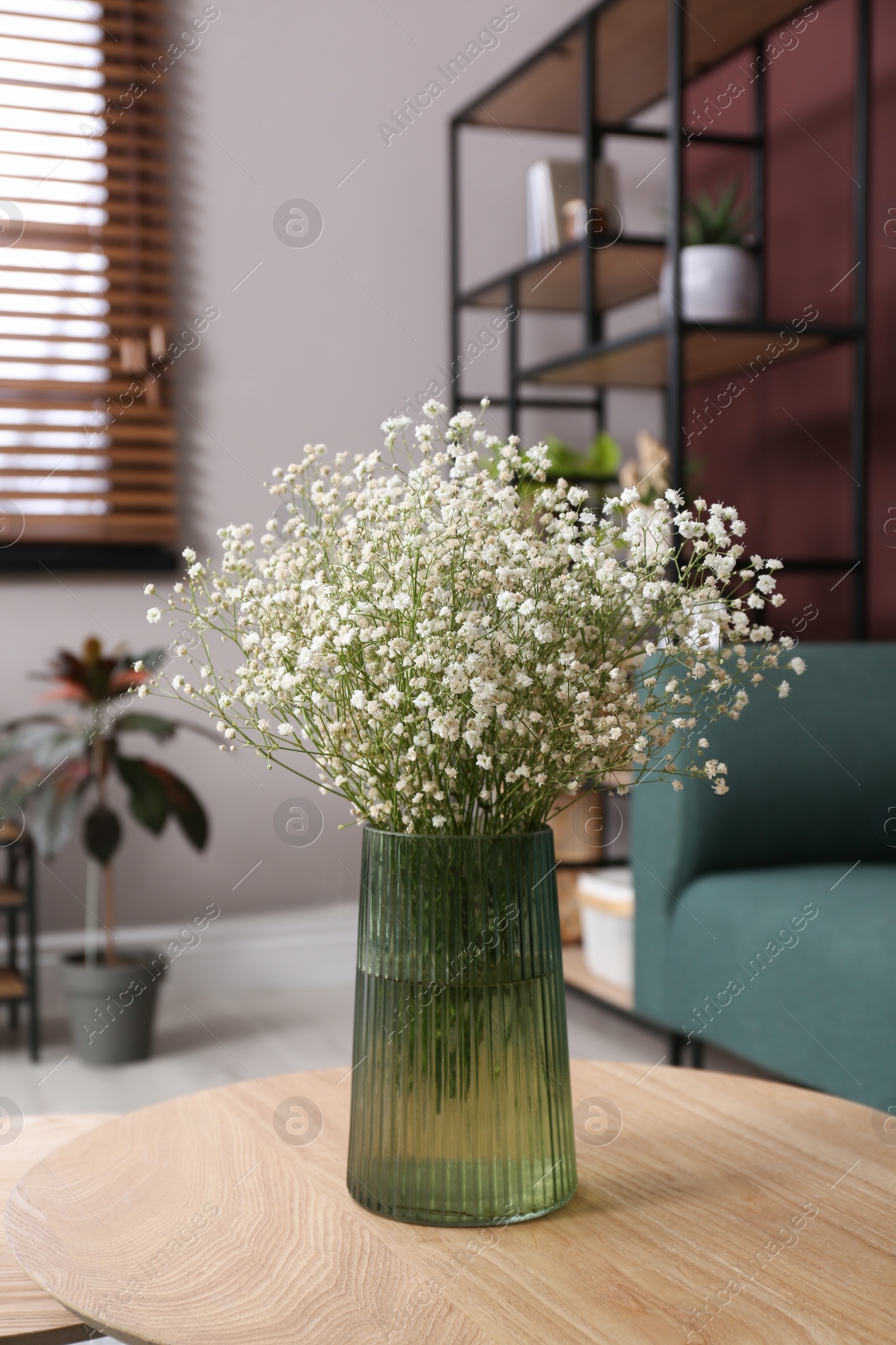 Photo of Beautiful gypsophila flowers in vase on table indoors