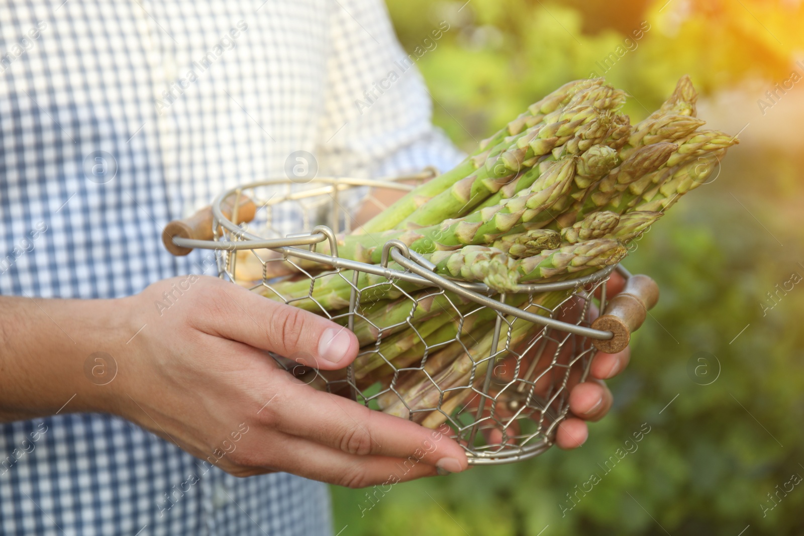 Photo of Man holding metal basket with fresh raw asparagus outdoors, closeup