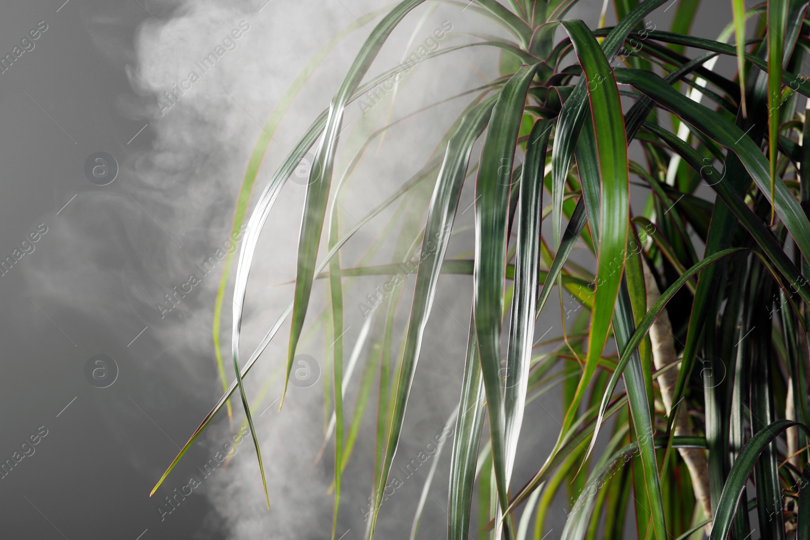 Photo of Beautiful green houseplant and steam on grey background, closeup. Air humidification